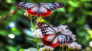 Butterfly tablet, laptop wallpapers hd, desktop backgrounds 1366x768,  images and pictures