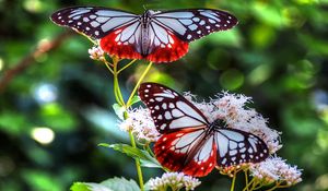 Preview wallpaper butterfly, patterns, lines, insect