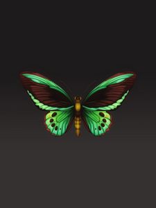 Preview wallpaper butterfly, patterns, wings, insect