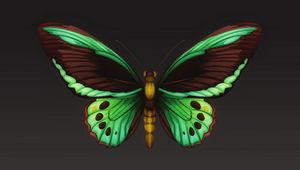 Preview wallpaper butterfly, patterns, wings, insect