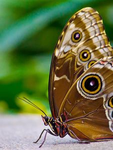 Preview wallpaper butterfly, patterns, wings, surface, insect