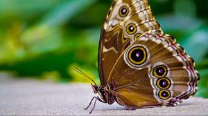 Preview wallpaper butterfly, patterns, wings, surface, insect