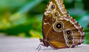 Preview wallpaper butterfly, patterns, wings, surface, insect