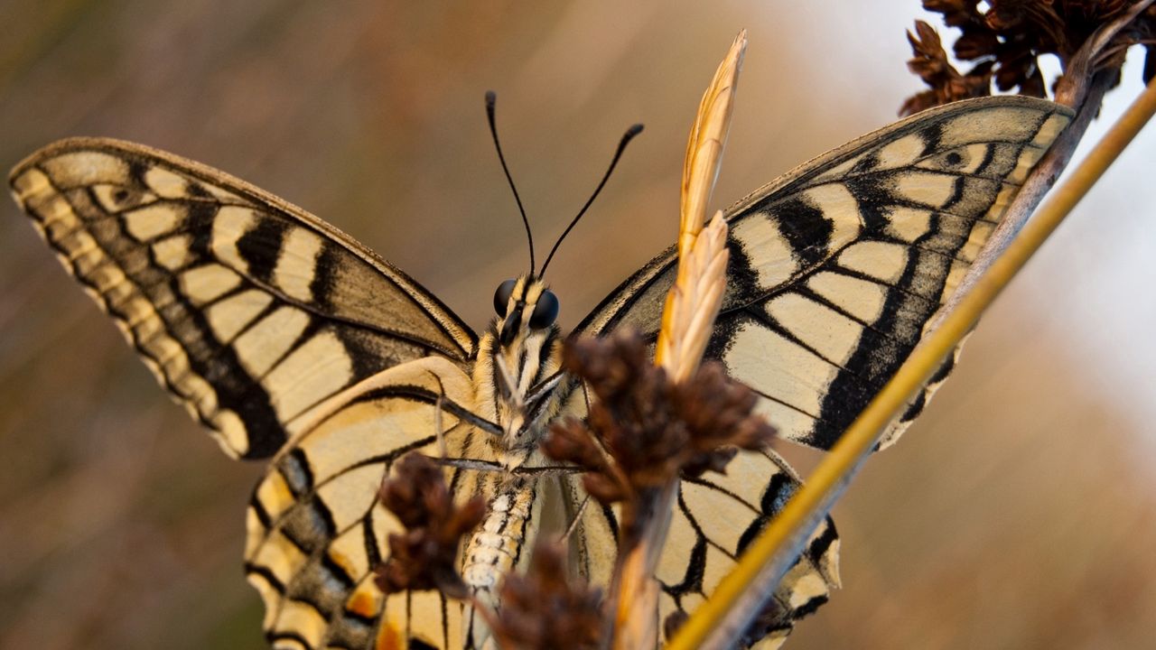 Wallpaper butterfly, patterns, wings