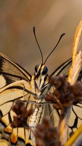 Preview wallpaper butterfly, patterns, wings