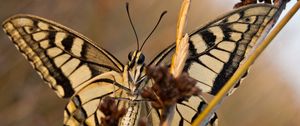 Preview wallpaper butterfly, patterns, wings