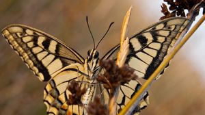 Preview wallpaper butterfly, patterns, wings