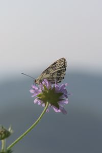 Preview wallpaper butterfly, petals, flower, macro