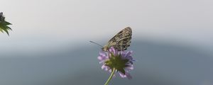 Preview wallpaper butterfly, petals, flower, macro