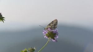 Preview wallpaper butterfly, petals, flower, macro