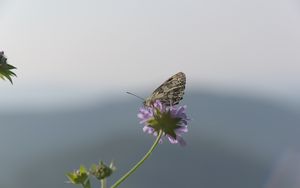 Preview wallpaper butterfly, petals, flower, macro