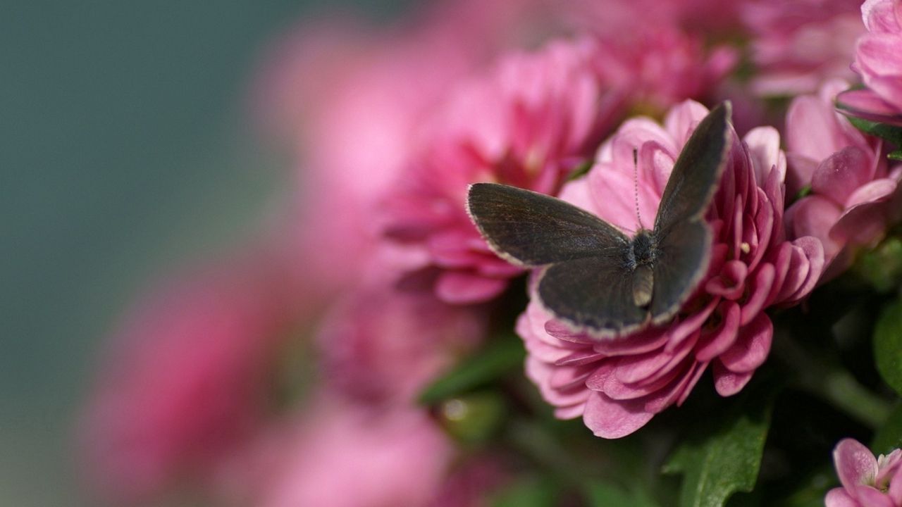 Wallpaper butterfly, petals, flower, wings