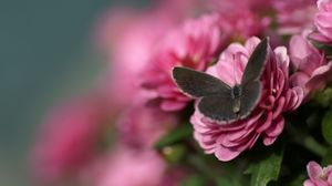 Preview wallpaper butterfly, petals, flower, wings