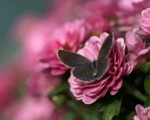 Preview wallpaper butterfly, petals, flower, wings