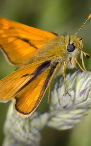 Preview wallpaper butterfly, plant, close-up