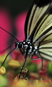 Preview wallpaper butterfly, plant, flower, patterns