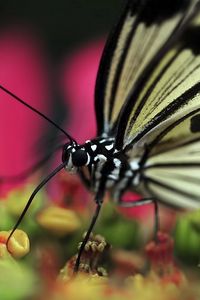 Preview wallpaper butterfly, plant, flower, patterns