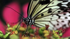 Preview wallpaper butterfly, plant, flower, patterns