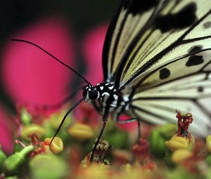 Preview wallpaper butterfly, plant, flower, patterns