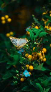 Preview wallpaper butterfly, plant, flowers, leaves, macro, wildlife