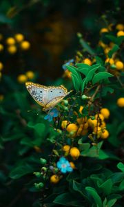 Preview wallpaper butterfly, plant, flowers, leaves, macro, wildlife
