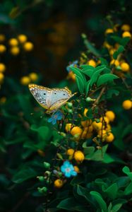 Preview wallpaper butterfly, plant, flowers, leaves, macro, wildlife