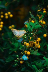 Preview wallpaper butterfly, plant, flowers, leaves, macro, wildlife