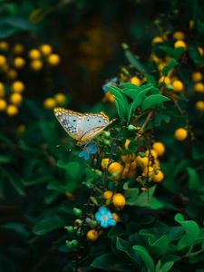 Preview wallpaper butterfly, plant, flowers, leaves, macro, wildlife