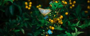 Preview wallpaper butterfly, plant, flowers, leaves, macro, wildlife