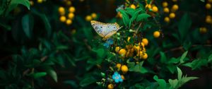 Preview wallpaper butterfly, plant, flowers, leaves, macro, wildlife