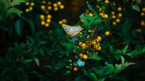 Preview wallpaper butterfly, plant, flowers, leaves, macro, wildlife
