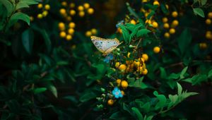 Preview wallpaper butterfly, plant, flowers, leaves, macro, wildlife
