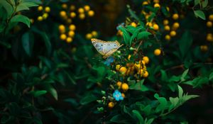 Preview wallpaper butterfly, plant, flowers, leaves, macro, wildlife