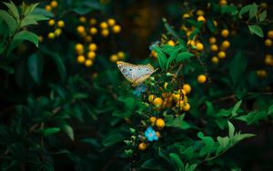 Preview wallpaper butterfly, plant, flowers, leaves, macro, wildlife