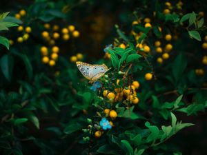 Preview wallpaper butterfly, plant, flowers, leaves, macro, wildlife