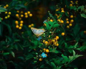 Preview wallpaper butterfly, plant, flowers, leaves, macro, wildlife