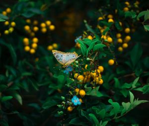 Preview wallpaper butterfly, plant, flowers, leaves, macro, wildlife