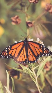 Preview wallpaper butterfly, plant, flowers, macro