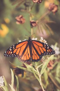 Preview wallpaper butterfly, plant, flowers, macro