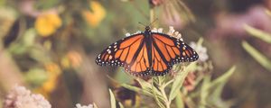 Preview wallpaper butterfly, plant, flowers, macro