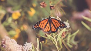 Preview wallpaper butterfly, plant, flowers, macro