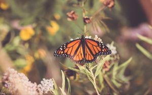 Preview wallpaper butterfly, plant, flowers, macro