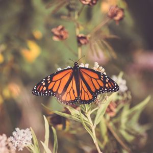 Preview wallpaper butterfly, plant, flowers, macro