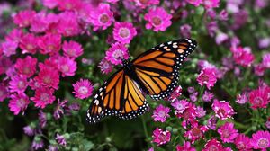 Preview wallpaper butterfly, plant, flowers