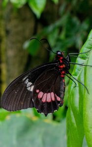 Preview wallpaper butterfly, plant, leaf