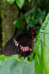 Preview wallpaper butterfly, plant, leaf