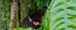 Preview wallpaper butterfly, plant, leaf