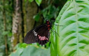 Preview wallpaper butterfly, plant, leaf