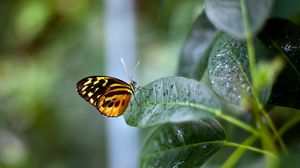 Preview wallpaper butterfly, plant, leaf, background