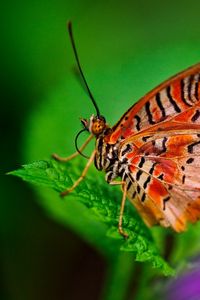 Preview wallpaper butterfly, plant, leaves, patterns